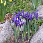 Spring at last