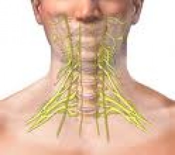 Cervical Neck Muscles
