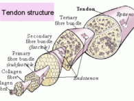 tendonstructure