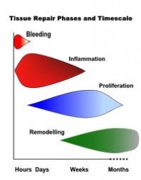 Tissue Repair Conference by Professor Tim Watson 24th November 2013