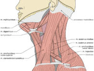 neck-muscles