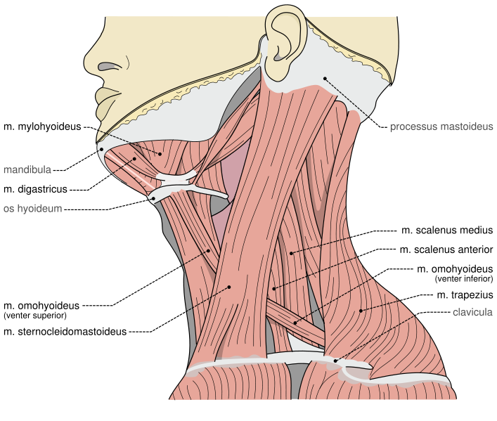 Another good article on chronic neck pain