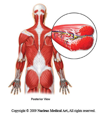 Myofascial Release: A method of Manipulative treatment aimed at the relaxation of the soft tissues of the body. By John Upledger