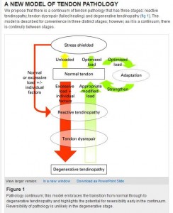 A new model of tendon pathology