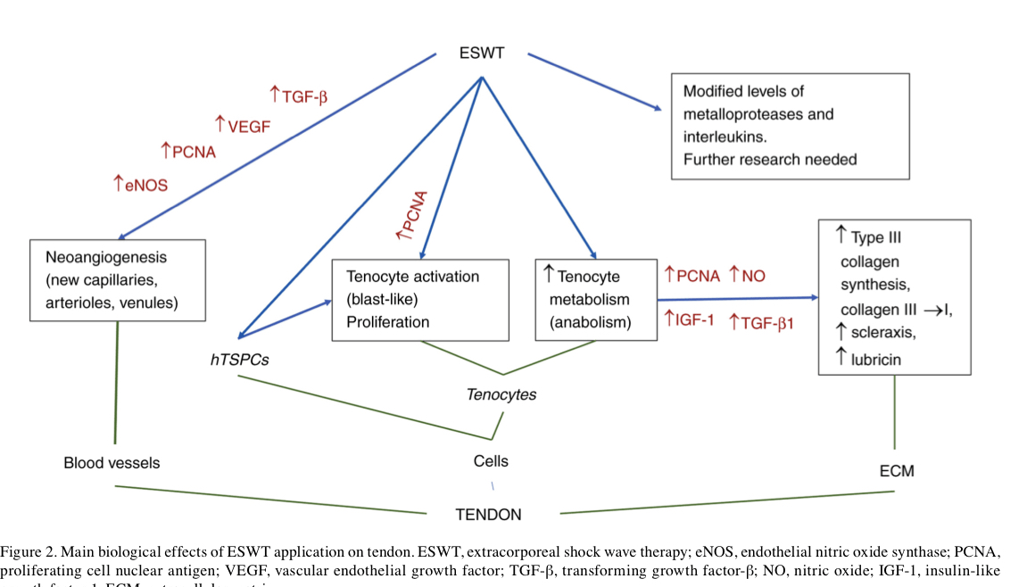 Shockwaves in Tendons Review